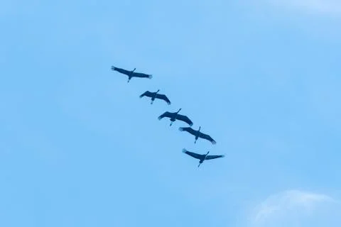 Formation of flying Common Cranes Stock Photos