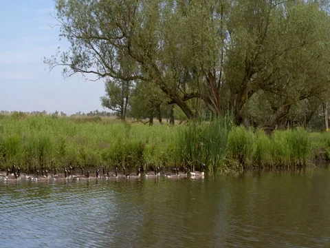 Formation of geese swimming in a row at river national park netherlands Stock Footage 77400135