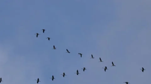 A Formation of migratory cranes Video stock 141454992