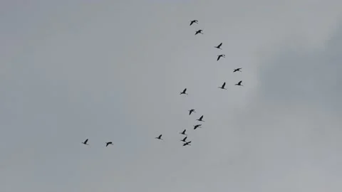 A Formation of migratory cranes Video stock 141455316