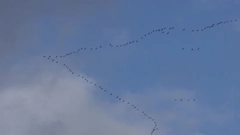 A Formation of migratory cranes Stock Footage 141455367
