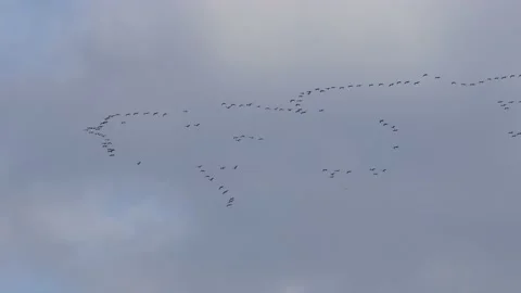 A Formation of migratory cranes Video stock 141455624