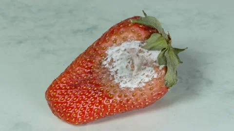 The formation of mold mould perishable Stock-Footage 273698618