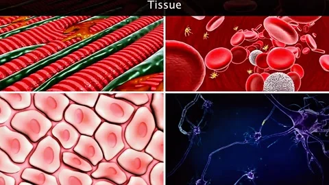 Formation of tissues and their functions 動画素材 322542888