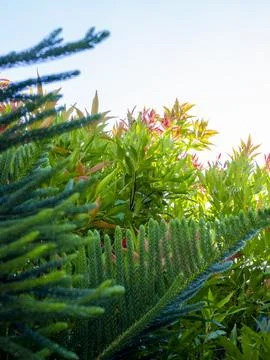 Formation of the tree 写真素材