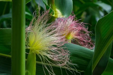 The formation of a young corn cob during flowering Stock Photos