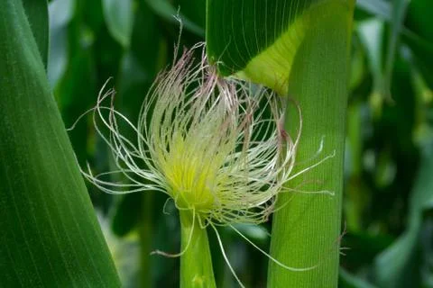 The formation of a young corn cob during flowering Stock Photos