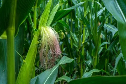 The formation of a young corn cob during flowering Foto stock