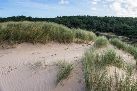 Formby pine woods behind the dunes Stock Photos