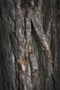 Formed by nature Stock-Fotos