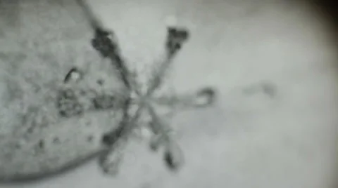 Formed under the microscope snowflake Stock Footage 60563648