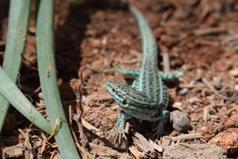 Formentera wall lizard Foto stock