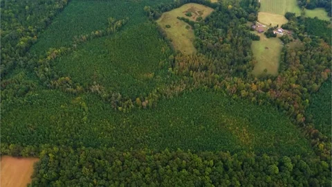 A Former Logged Area That Has Started to Regrow Vidéo 140366766