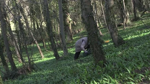 Former Navy engineer turns professional forager Stock Footage 148652896