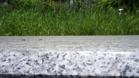 Formic race Vídeo Stock 77119565