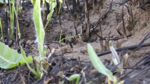 Formic trail (ants work) Stock Footage 50350612