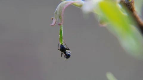 Formica ant on a tree looking for food at the beginning of spring Stock Footage 106250796