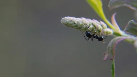 Formica ant on a tree looking for food at the beginning of spring Stock Footage 106250876
