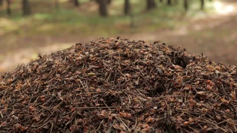 Formica polyctena, large anthill in the forest Stock Footage 134336673