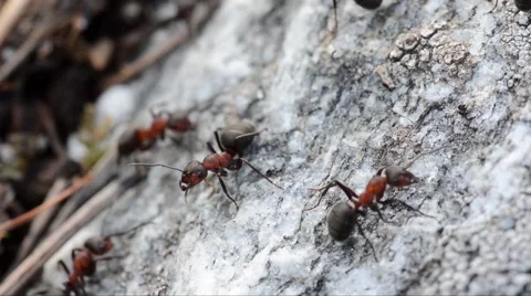 Formica rufa, ant,  스톡 동영상 60257012