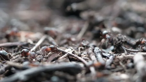 Formica rufa forest ants work in an anthill. close-up 動画素材 129670363