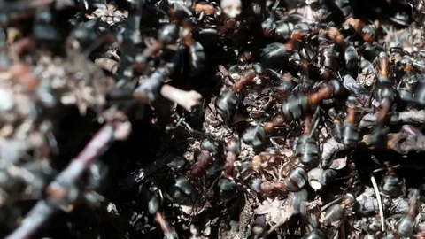 Formica rufa forest ants work in an anthill. close-up Stock Footage 129670473