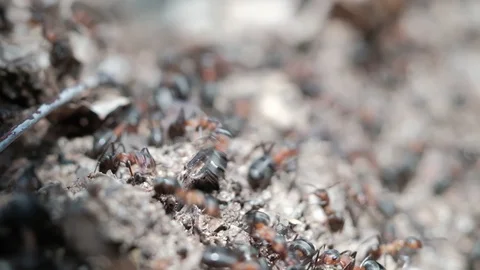 Formica rufa forest ants work in an anthill. close-up Stock-Footage 129670617