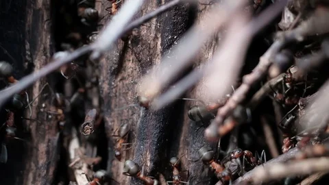 Formica rufa forest ants work in an anthill. close-up Видео 129671505