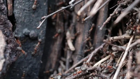 Formica rufa forest ants work in an anthill. close-up Stock Footage 129671737