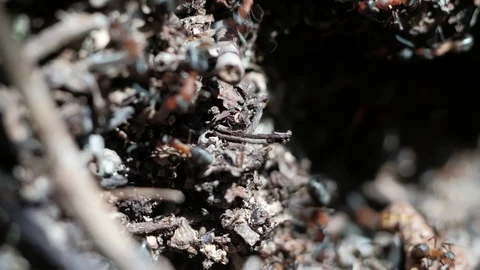 Formica rufa forest ants work in an anthill. close-up 動画素材 129672183