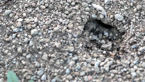 Formicary - anthill close-up. Working ants. Stock Footage 132219688