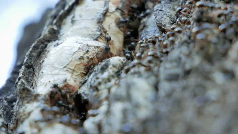 Formicary in old tree. Thousands of black forest ants work Vídeos de archivo 91477641