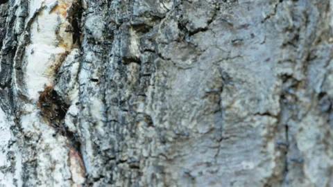 Formicary in old tree. Thousands of black forest ants work Stock Footage 91477830