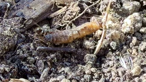 Formicidae ants attacking soil larva showing cooperative predation and prey Stock Footage 335198476