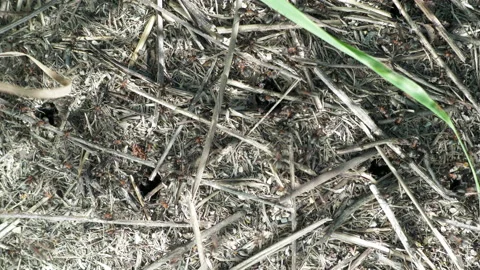 Formicidae forest ants work in an anthill. close-up. many individuals. Stock Footage 155987252