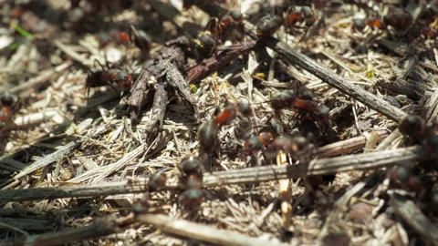 Formicidae forest ants work in an anthill. close-up. many individuals. Stock Footage 155987738