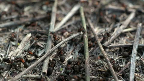 Formicidae forest ants work in an anthill. close-up. many individuals. Stock Footage 155988116