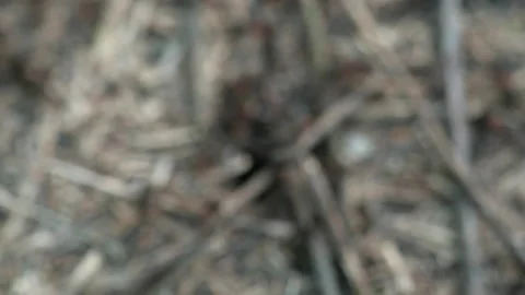 Formicidae forest ants work in an anthill. close-up. many individuals. Stock Footage 155988675