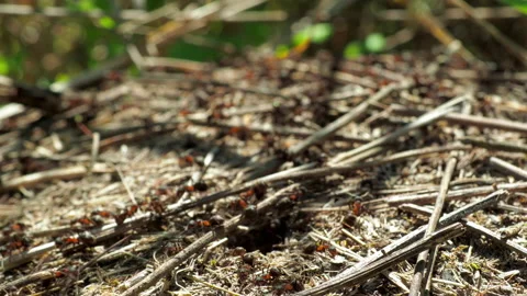 Formicidae forest ants work in an anthill. close-up. many individuals. Stockbeeldmateriaal 155989163