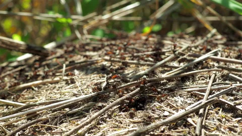 Formicidae forest ants work in an anthill. close-up. many individuals. Video stock 155989497