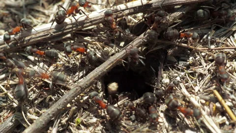 Formicidae forest ants work in an anthill. close-up. many individuals. Stock Footage 155989841