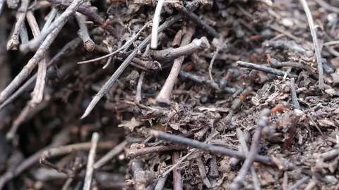 Formicinae forest ants work in an anthill. close-up 動画素材 129668802