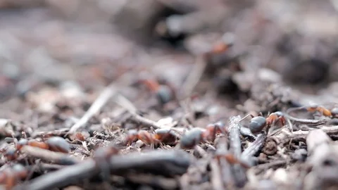 Formicinae forest ants work in an anthill. close-up 스톡 동영상 129669155