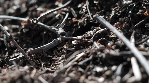 Formicinae forest ants work in an anthill. close-up Video stock 129669251