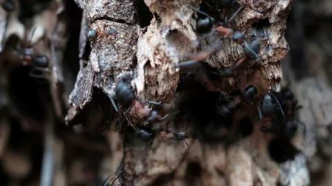 Formicinae forest ants work in an anthill. close-up Stock Footage 129669422