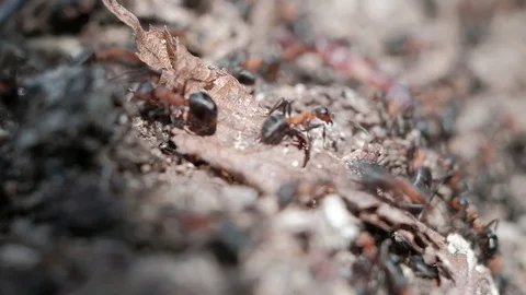 Formicinae forest ants work in an anthill. close-up Video stock 129669819