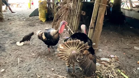 A formidable large black turkey cleans up its offspring and family with small Stock-Footage 245509402
