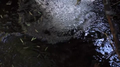 Forming bubbles in a small clean creek Stock Footage 312562528