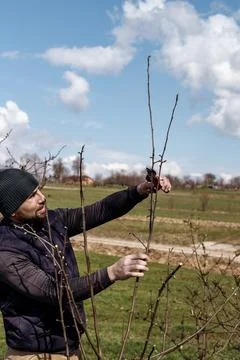 Forming the crown of a tree using spring pruning and removing unnecessary bra 스톡 사진