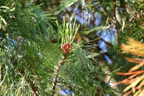 Forming pine cone on a cedar pine branch Stock Photos
